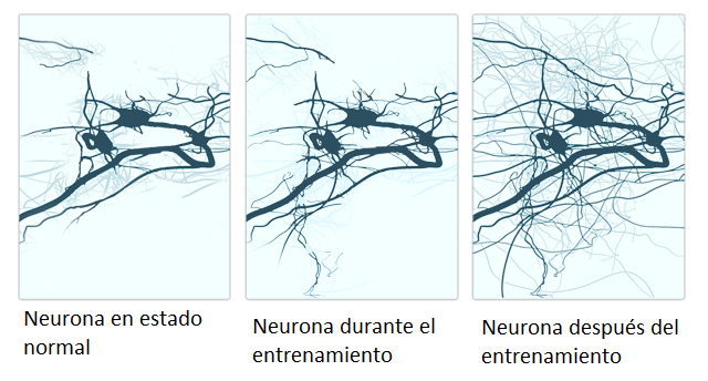 La terapia visual y la plasticidad neuronal